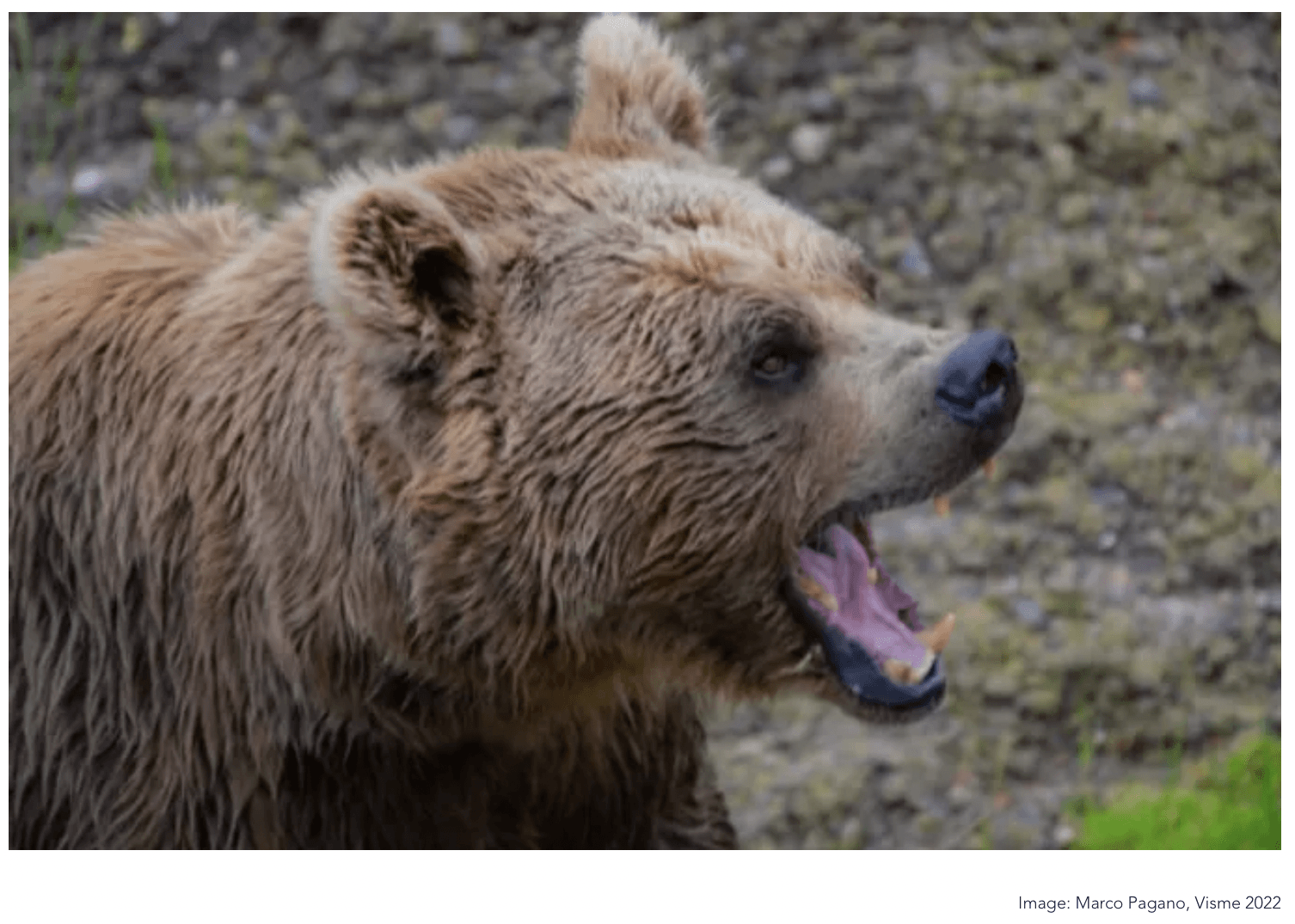 Business Software Startup Advice